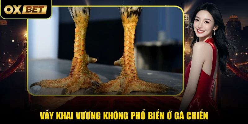 Vảy Khai Vương không phổ biến ở gà chiến